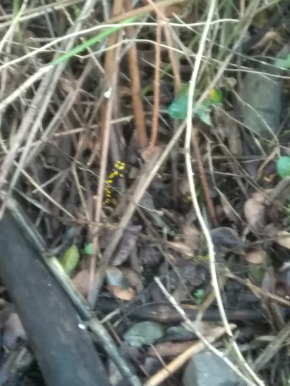 Salamandra infraimmaculata  photographed by שאדי דעבוס 