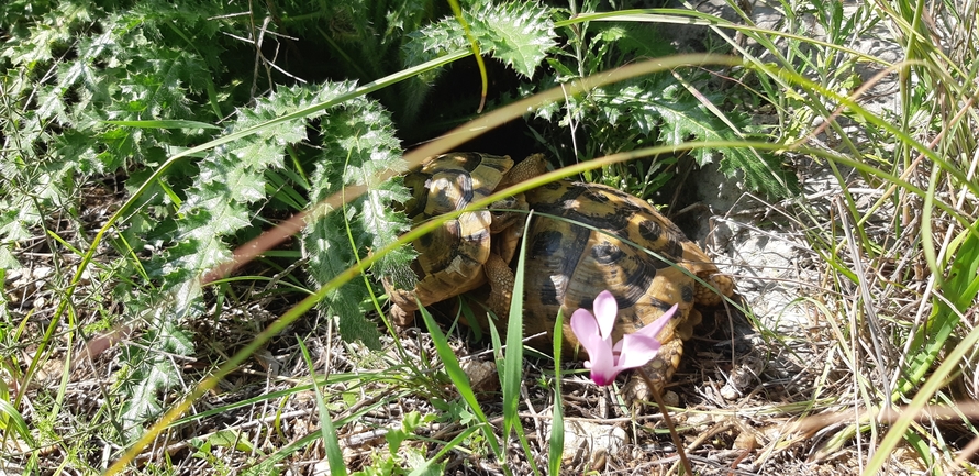 Testudo graeca  photographed by אריאל קדם 