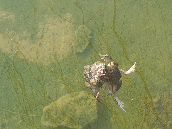 Bufo viridis  photographed by ציון סומך 