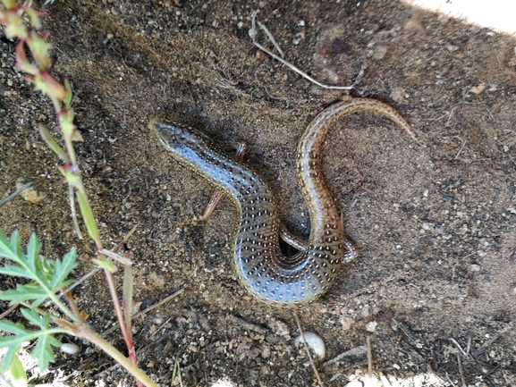 Chalcides ocellatus  photographed by בעז שחם 