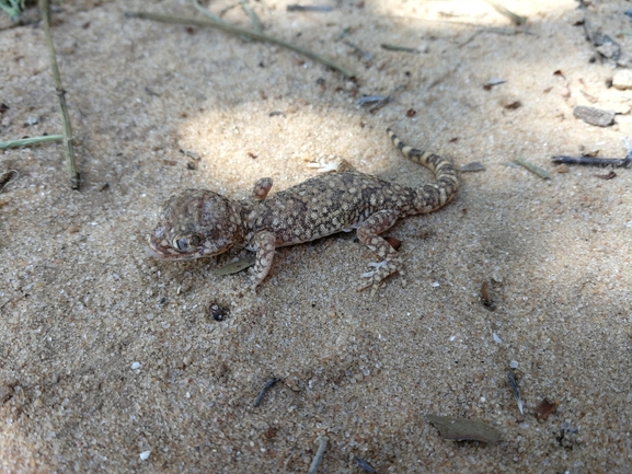 Stenodactylus sthenodactylus sthenodactylus  photographed by בעז שחם 