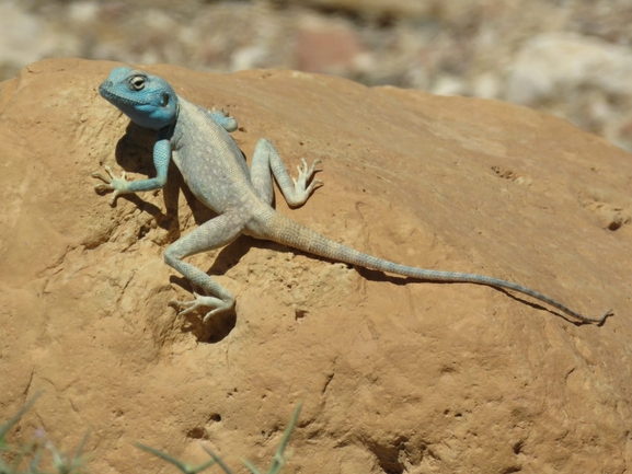 Agama sinaita  photographed by עומרי עומסי 