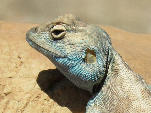 Agama sinaita  photographed by עומרי עומסי 