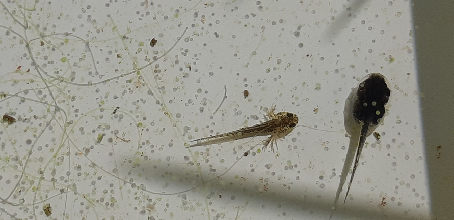 Triturus vittatus vittatus  photographed by סיון מרדוק 