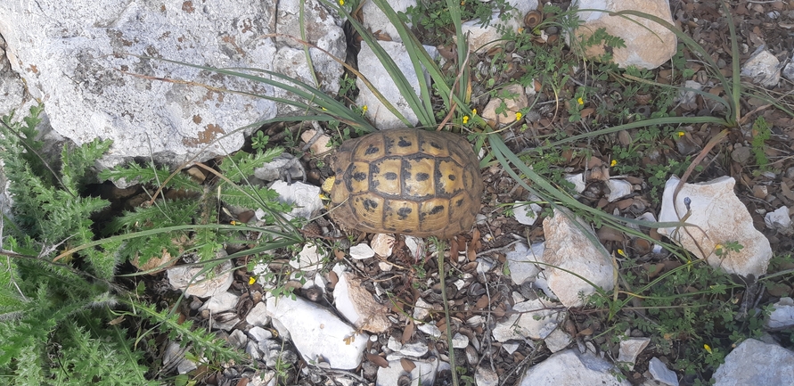 Testudo graeca  photographed by אריאל קדם 