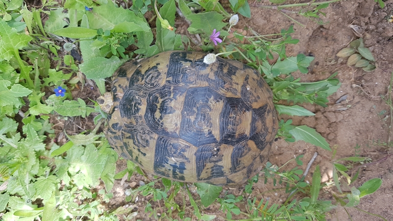 Testudo graeca  photographed by רועי שטראוס 