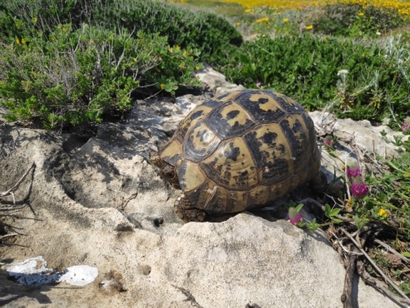 Testudo graeca  photographed by רן פרץ 