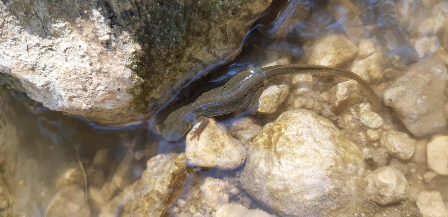 Triturus vittatus vittatus  photographed by אריאל קדם 