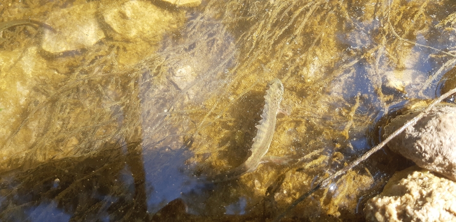 טריטון פסים  צולם על ידי אריאל קדם 