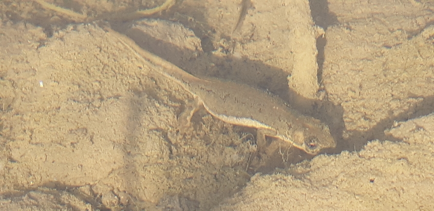 Triturus vittatus vittatus  photographed by אריאל קדם 