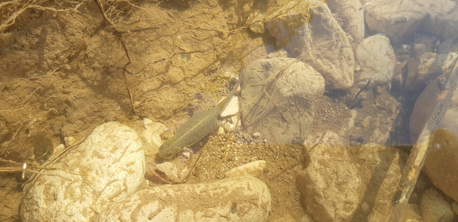 Triturus vittatus vittatus  photographed by אריאל קדם 