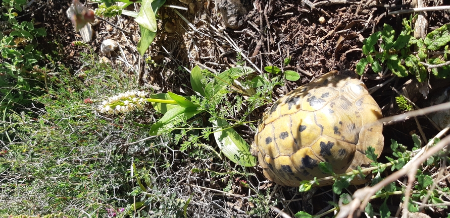 Testudo graeca  photographed by אריאל קדם 