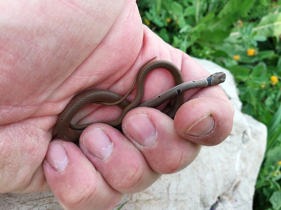 זעמן זיתני  צולם על ידי בעז שחם 