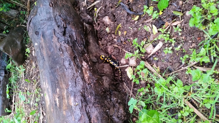 Salamandra infraimmaculata  photographed by צוות תל דן 