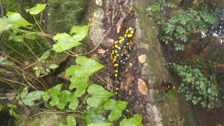 Salamandra infraimmaculata  photographed by מוחמד נסאר 