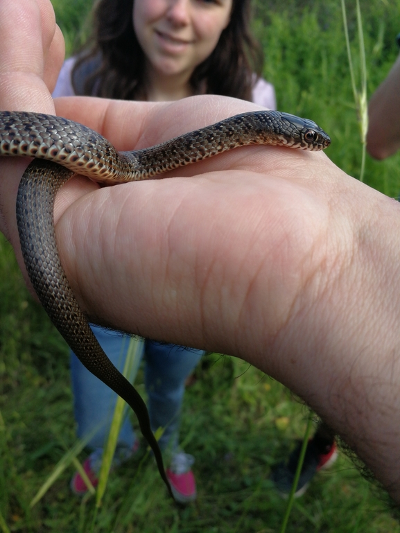 Dolichophis jugularis  photographed by בעז שחם 