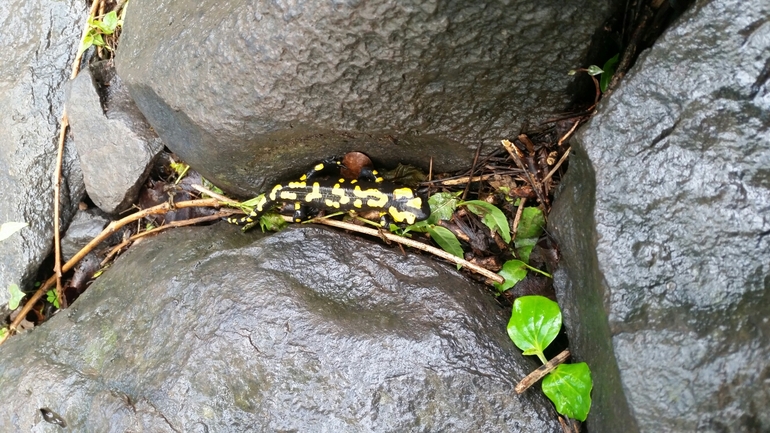 Salamandra infraimmaculata  photographed by צוות תל דן 