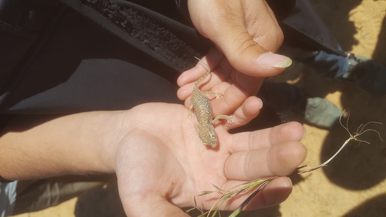 Stenodactylus petrii  photographed by urio@npa.org.il 