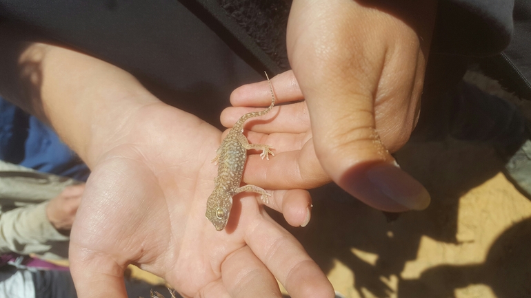 Stenodactylus petrii  photographed by urio@npa.org.il 