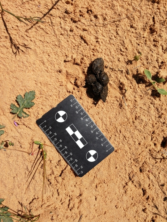 Testudo kleinmanni  photographed by בעז שחם 