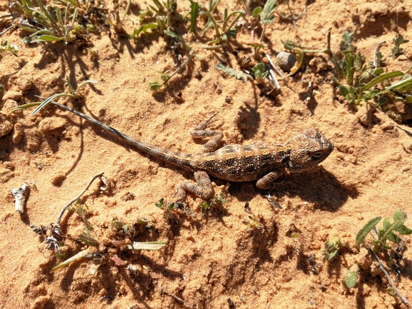 Agama savignii  photographed by בעז שחם 