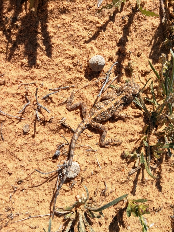 Agama savignii  photographed by בעז שחם 