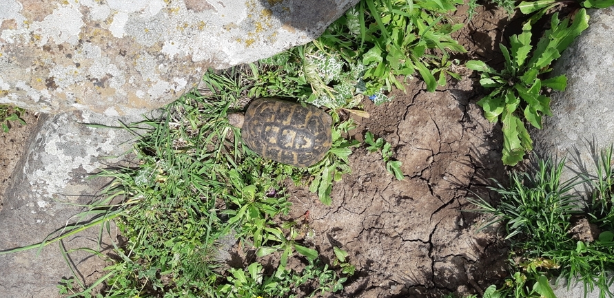 Testudo graeca  photographed by נעם רווח 