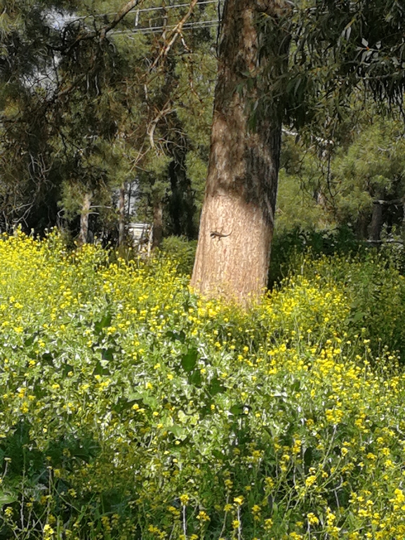 חרדון מצוי  צולם על ידי בעז שחם 