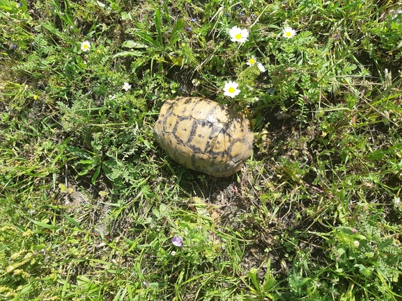 Testudo graeca  photographed by ברק ברכיאל  