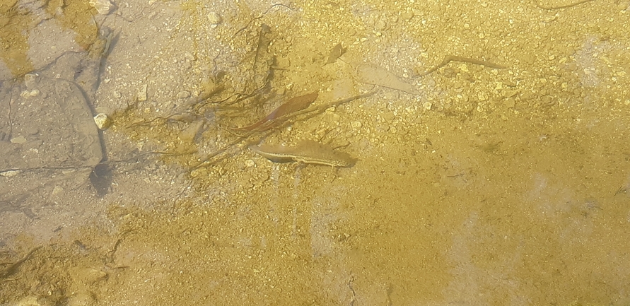 Triturus vittatus vittatus  photographed by אריאל קדם 