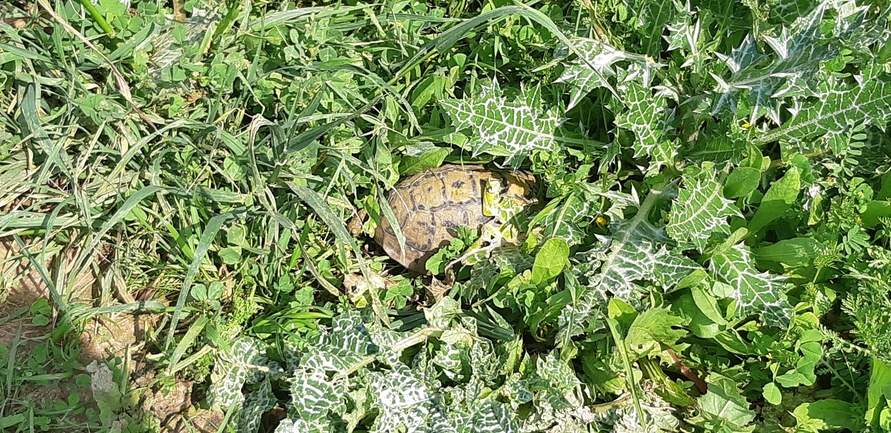 Testudo graeca  photographed by אריאל קדם 