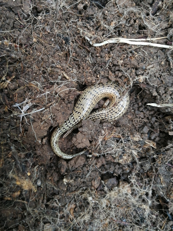 Chalcides ocellatus  photographed by בעז שחם 