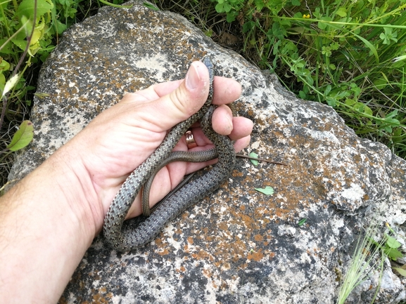 Dolichophis jugularis  photographed by בעז שחם 