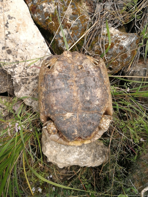 Testudo graeca  photographed by בעז שחם 