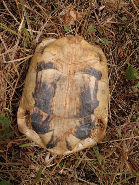 Testudo graeca  photographed by בעז שחם 