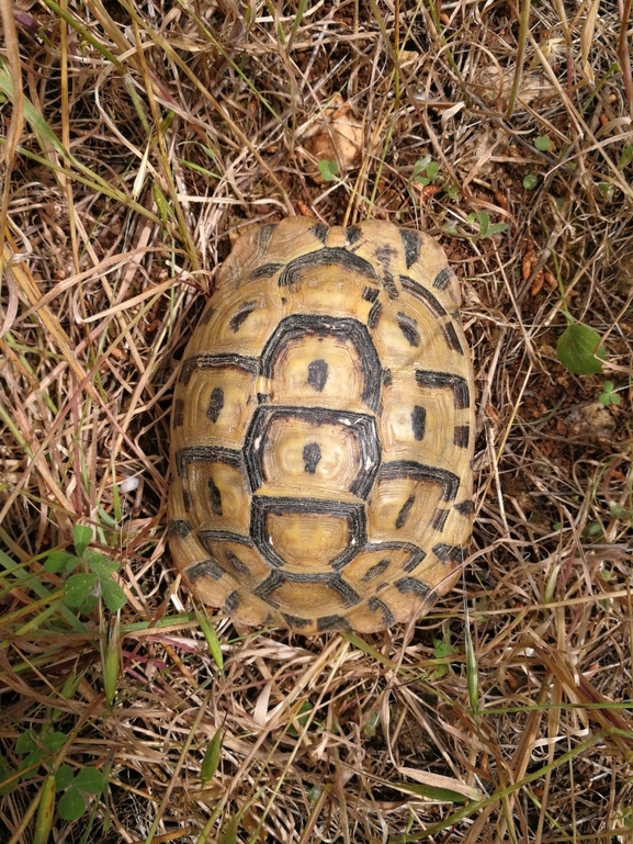 Testudo graeca  photographed by בעז שחם 