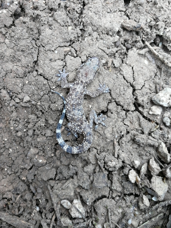 Hemidactylus turcicus turcicus  photographed by בעז שחם 