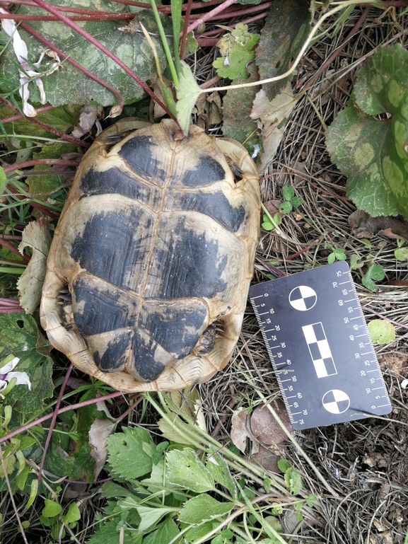 Testudo graeca  photographed by בעז שחם 