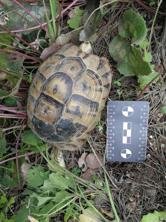 Testudo graeca  photographed by בעז שחם 