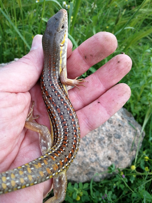 Eumeces schneideri  photographed by בעז שחם 