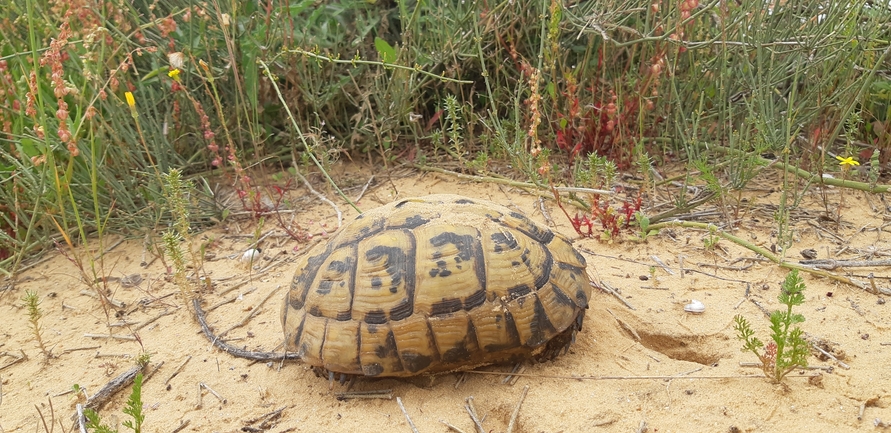 Testudo graeca  photographed by סיון מרדוק 