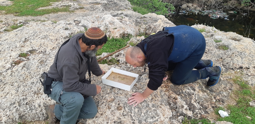 Bufo viridis  photographed by מתן מוראד 