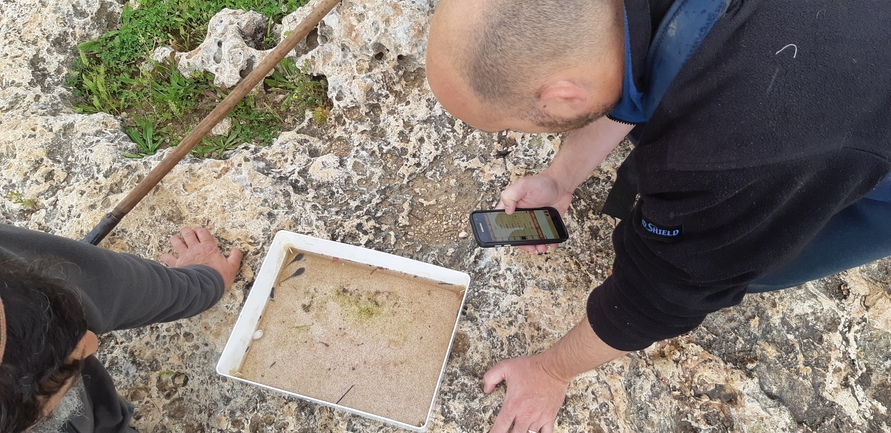 Bufo viridis  photographed by מתן מוראד 