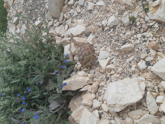 Testudo graeca  photographed by שלומי פלד 