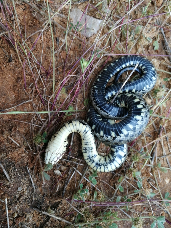 Natrix tessellata tessellata  photographed by בעז שחם 