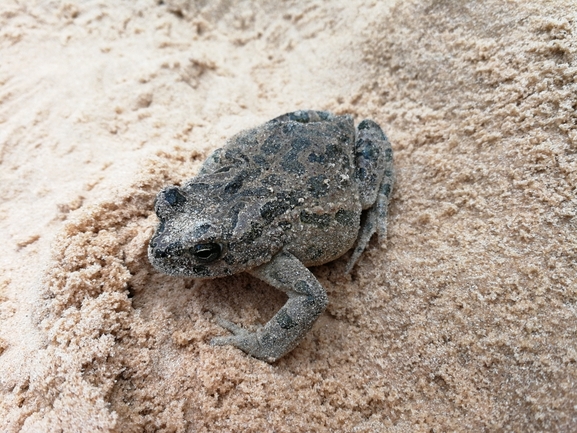 Bufo viridis  photographed by בעז שחם 