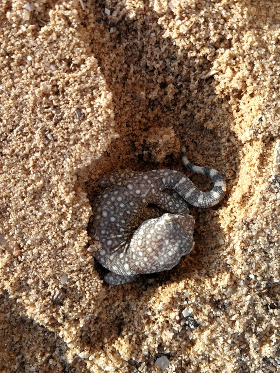 Stenodactylus sthenodactylus sthenodactylus  photographed by בעז שחם 