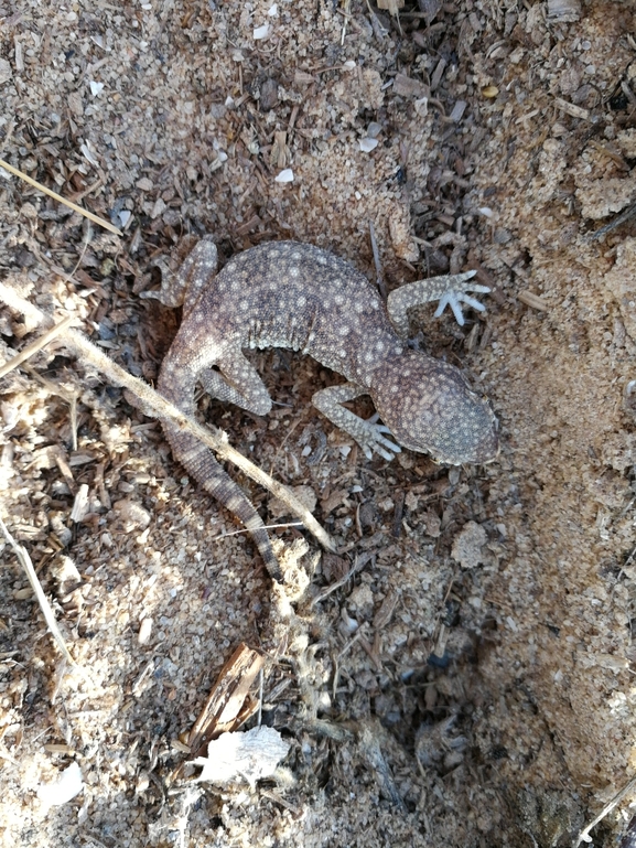 Stenodactylus sthenodactylus sthenodactylus  photographed by בעז שחם 