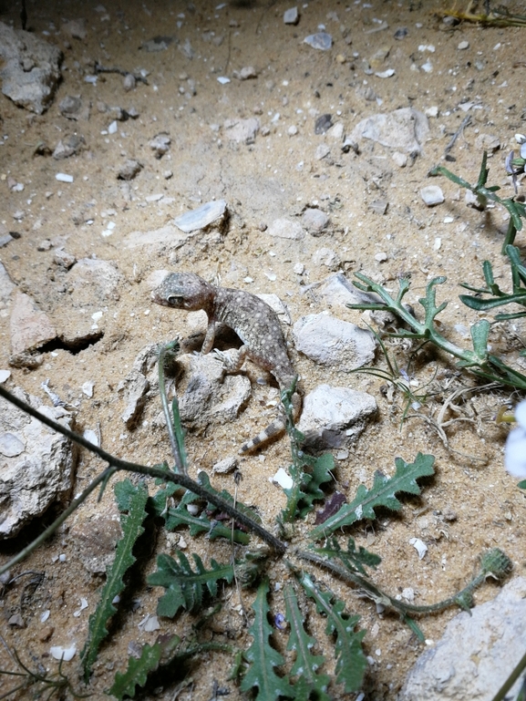 Stenodactylus sthenodactylus sthenodactylus  photographed by בעז שחם 