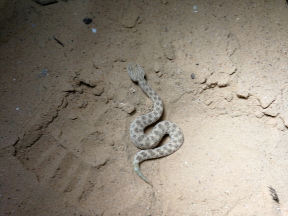 Cerastes vipera  photographed by בעז שחם 